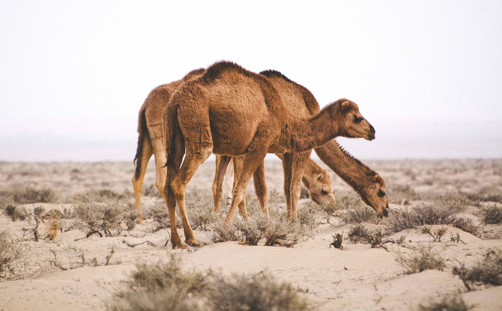 Panorama de Dakhla